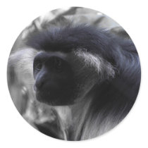Angolan Black and White Colobus Monkey