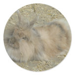 Angora rabbit stickers