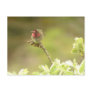 Angry Anna's Hummingbird Postcard