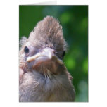 angry baby bird card