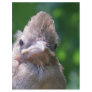 angry baby bird full color flyer