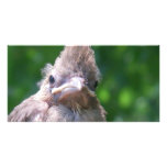 angry baby bird photo cards
