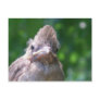 angry baby bird postcard