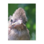 angry baby bird postcard