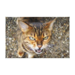 Angry Bengal Cat Gallery Wrapped Canvas