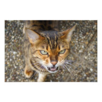 Angry Bengal Cat Photograph