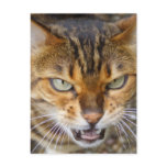 Angry Bengal Cat Post Card