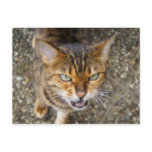 Angry Bengal Cat Postcard