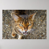 Angry Bengal Cat Posters