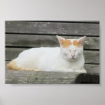 Angry Cat >_< Posters