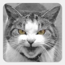 Angry Cat Sticker