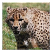 Angry Cheetah Announcements
