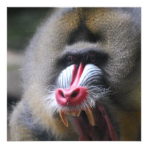 Angry Mandrill Personalized Invitation