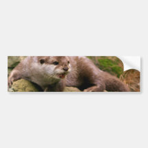 Angry Otter Bumper Sticker