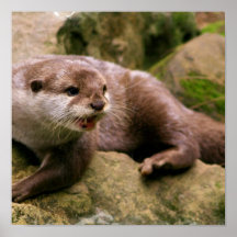 Angry Otter Poster