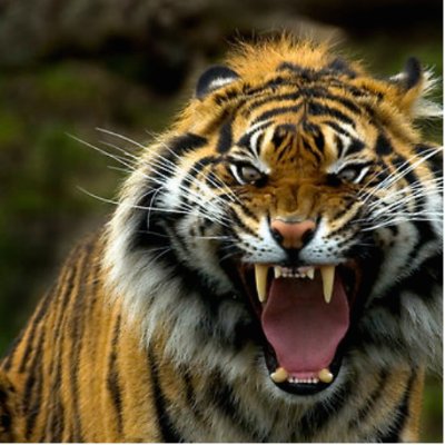angry tiger 2 cut out by Lovedobermans