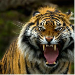 angry tiger 2 cut out photo sculptures