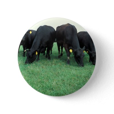 Angus cattle pin by GPArkive