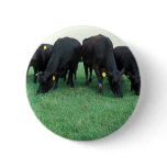 Angus cattle buttons