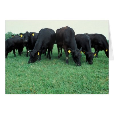 Angus cattle cards by GPArkive