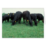 Angus cattle cards