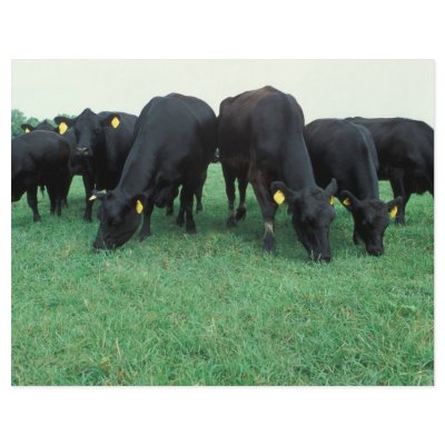 Angus cattle full color flyer by GPArkive