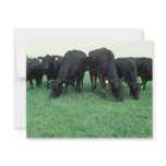 Angus cattle invitations
