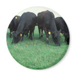 Angus cattle magnets