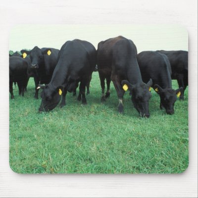 Angus cattle mouse pad by GPArkive