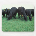 Angus cattle mousepads