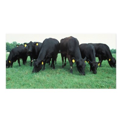 Angus cattle personalized photo card by GPArkive