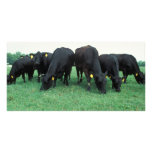 Angus cattle photo cards