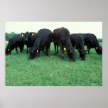 Angus cattle posters