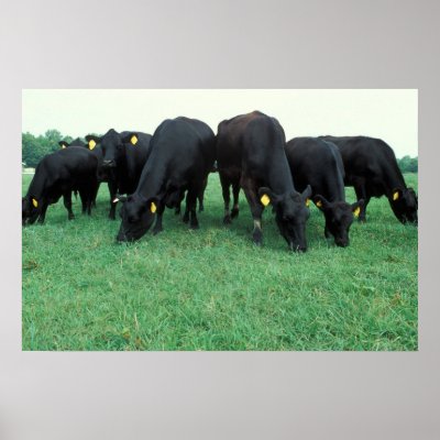 Angus cattle poster by GPArkive