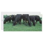 Angus cattle rack cards