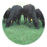 Angus cattle stickers