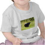 Angus Steer in Tall Yellow Grass