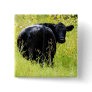 Angus Steer in Tall Yellow Grass