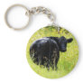 Angus Steer in Tall Yellow Grass