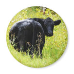 Angus Steer in Tall Yellow Grass
