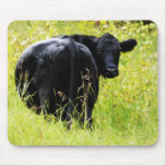 Angus Steer in Tall Yellow Grass