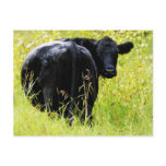 Angus Steer in Tall Yellow Grass postcards