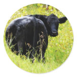 Angus Steer in Tall Yellow Grass