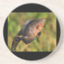 anhinga and fish