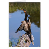 Anhinga at the Pond Card