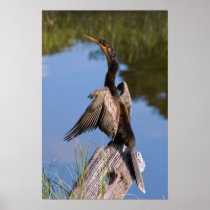 Anhinga at the Pond Print or Poster