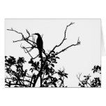 Anhinga Bird cards