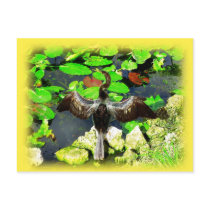 Anhinga bird, Everglades National Park, FL Post Card