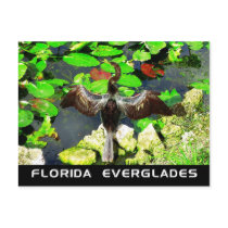 Anhinga bird, Everglades National Park, FL Post Cards