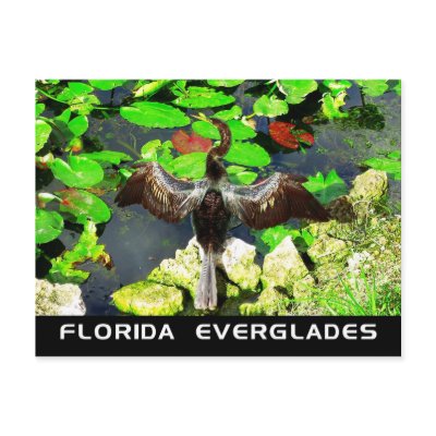 Anhinga bird, Everglades National Park, FL Post Cards by HTMimages